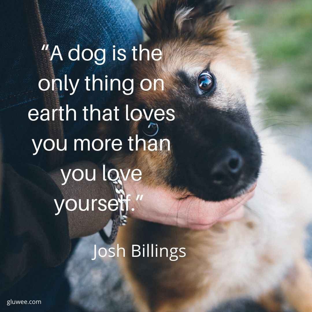 200 Pet Quotes Bring Us A Closer Perspective To Know Them - Gluwee