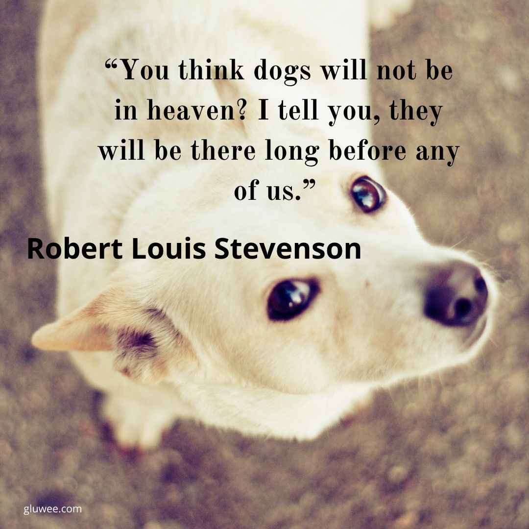 190 Loss Of Pet Quotes, Remind Us How Precious In Everyone Life