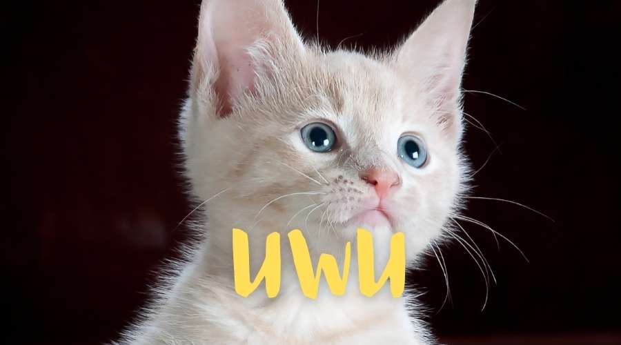 uwu Meaning & Origin  Slang by