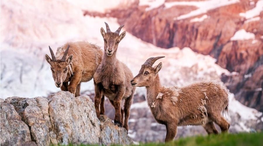 Alpine Ibex, A Species Rock Climbing Wild Goat