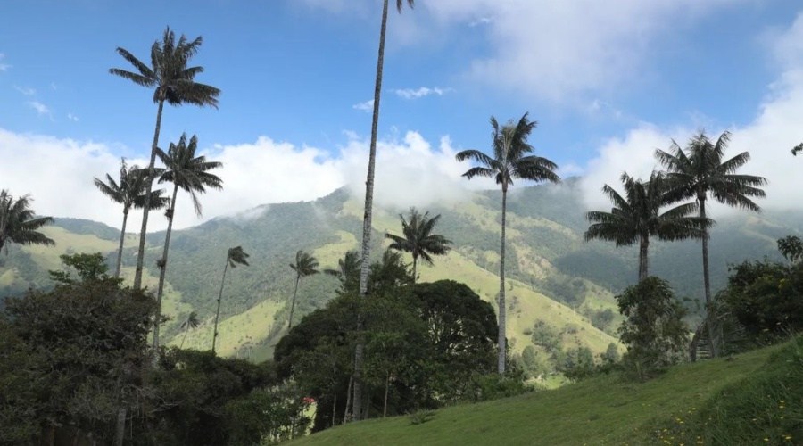 Valle de Cocora, a Valley with Palm Trees and Cloud Forests